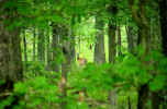 Hidden doe.jpg (73038 bytes)